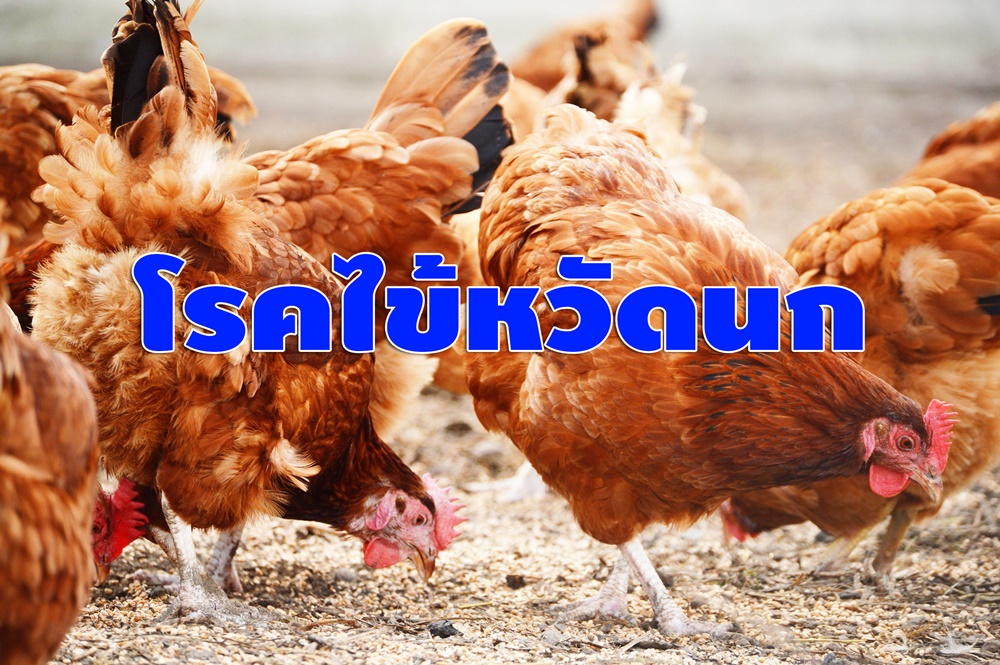 โรคไข้หวัดนก thaihealth