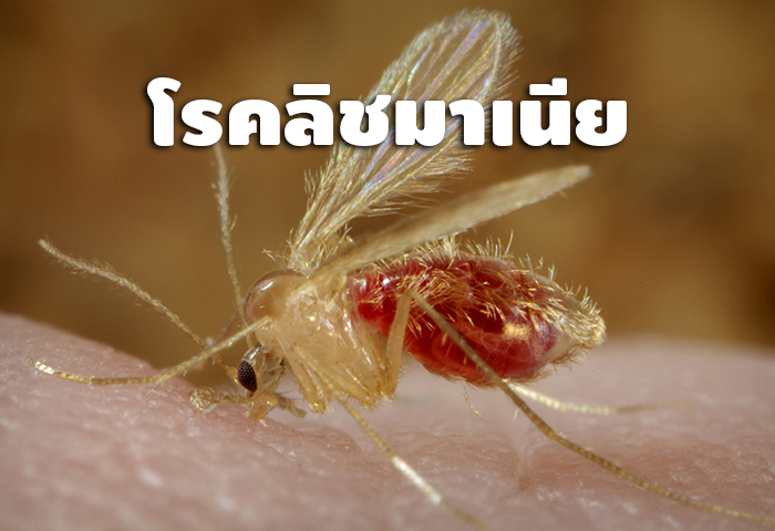 โรคลิชมาเนียคืออะไร?  thaihealth
