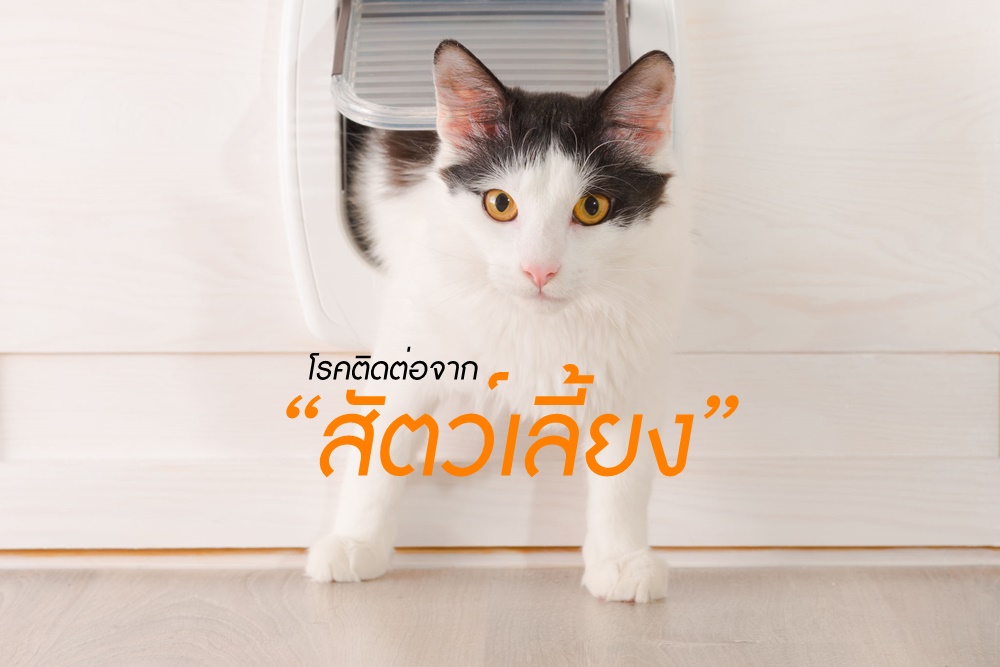โรคติดต่อจาก “สัตว์เลี้ยง” thaihealth