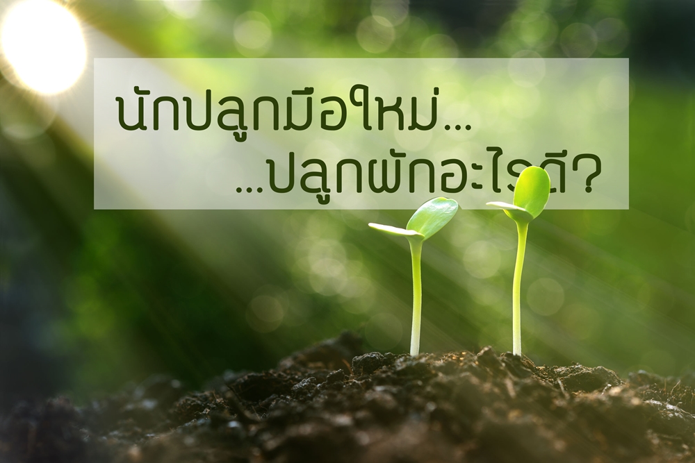 นักปลูกมือใหม่...ปลูกผักอะไรดี? thaihealth