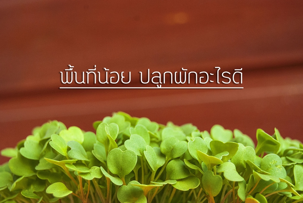 พื้นที่น้อย ปลูกผักอะไรดี thaihealth