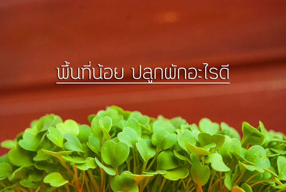 พื้นที่น้อย ปลูกผักอะไรดี thaihealth