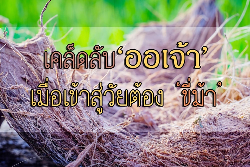 เคล็ดลับ ‘ออเจ้า’ เมื่อเข้าสู่วัยต้อง ‘ขี่ม้า’ thaihealth