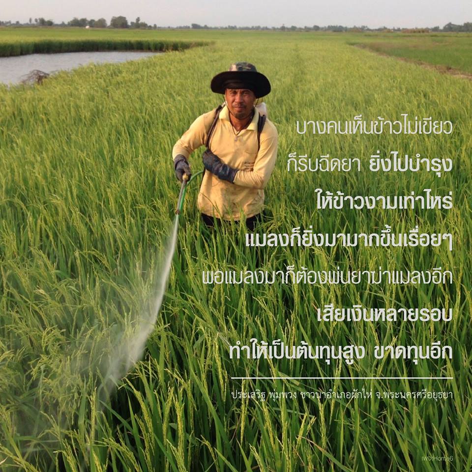 ทำนาแบบชาวนาอยุธยา thaihealth