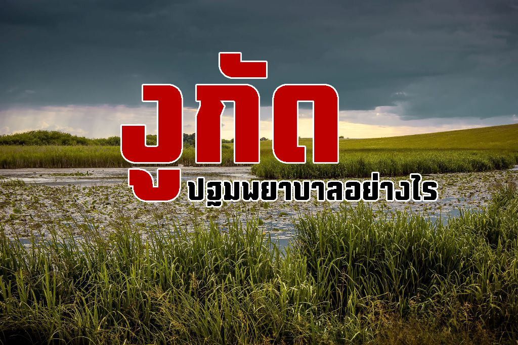 งูกัดปฐมพยาบาลอย่างไร? thaihealth