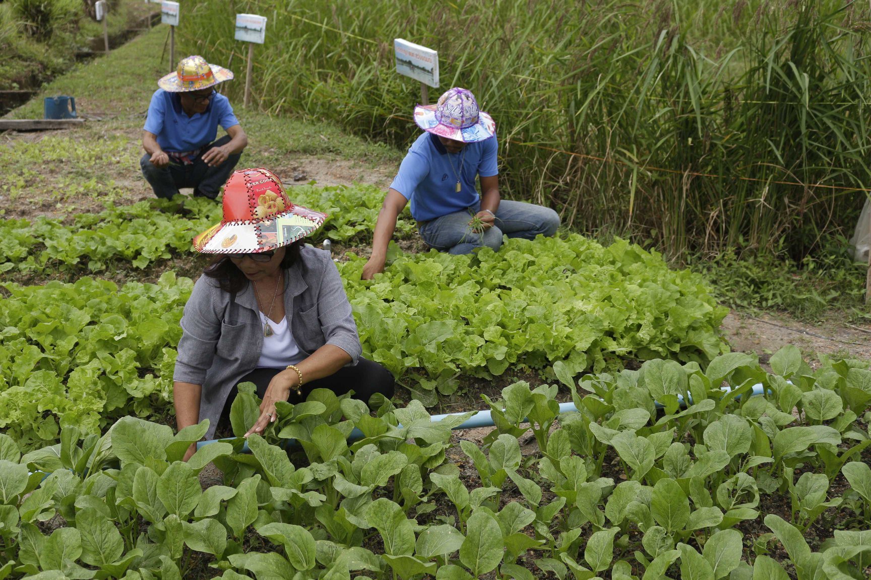พัทลุงชูเกษตรอินทรีย์สร้างสุข thaihealth