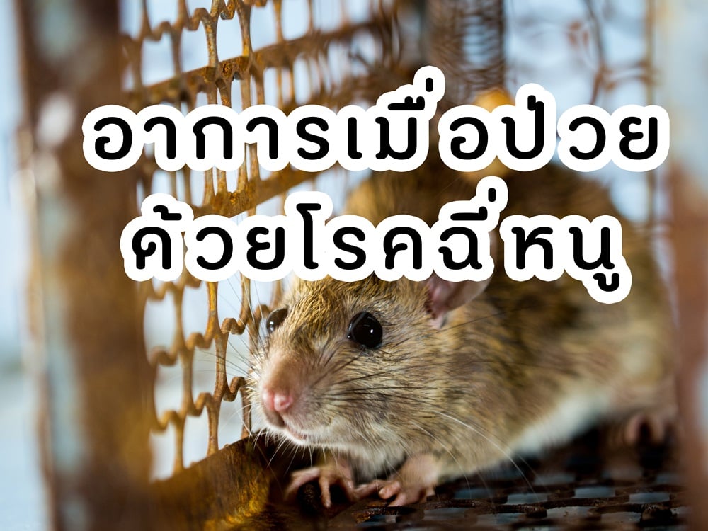 อาการเมื่อป่วยด้วยโรคฉี่หนู thaihealth