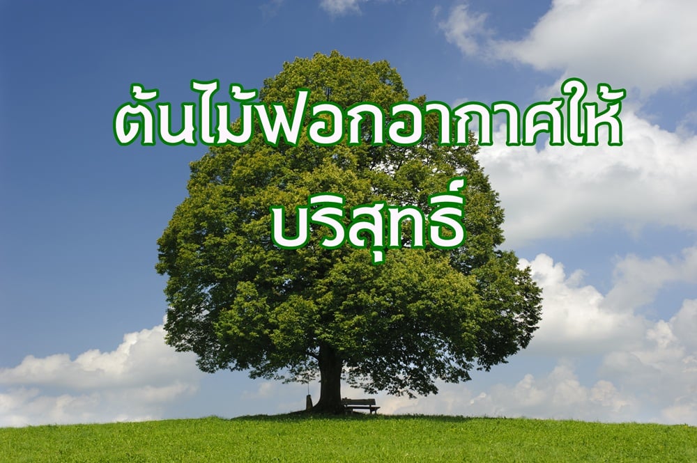 ต้นไม้ฟอกอากาศให้บริสุทธิ์ thaihealth