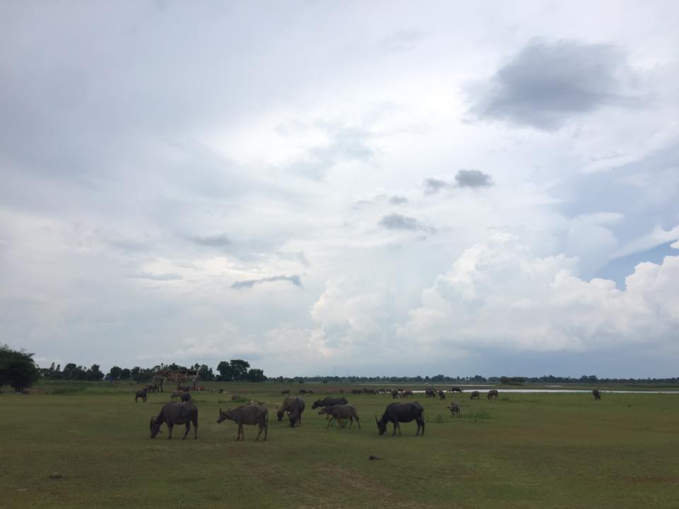 เก็บขี้ควายทำแก๊สหุงต้มใช้ในครัวเรือน thaihealth