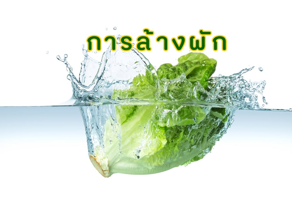 การล้างผัก  thaihealth