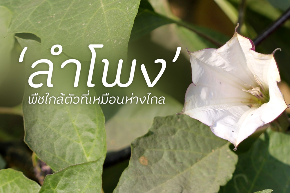 ลำโพง พืชใกล้ตัวที่เหมือนห่างไกล thaihealth