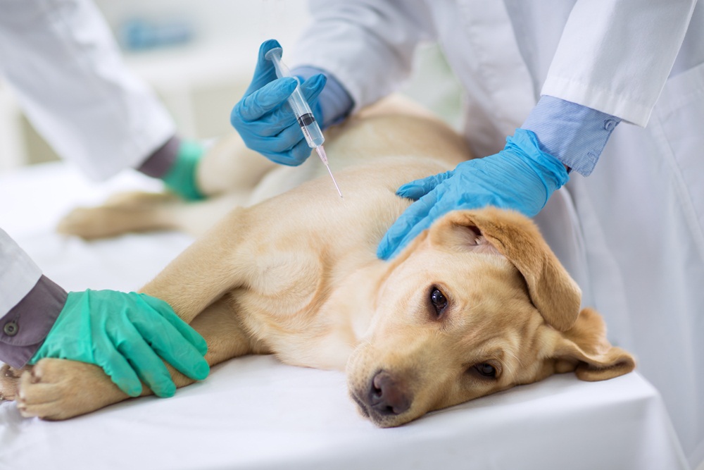สิงห์บุรีเตือนภัย แนะผู้เลี้ยงต้องพาสุนัข แมว ไปฉีดวัคซีนทุกปี thaihealth