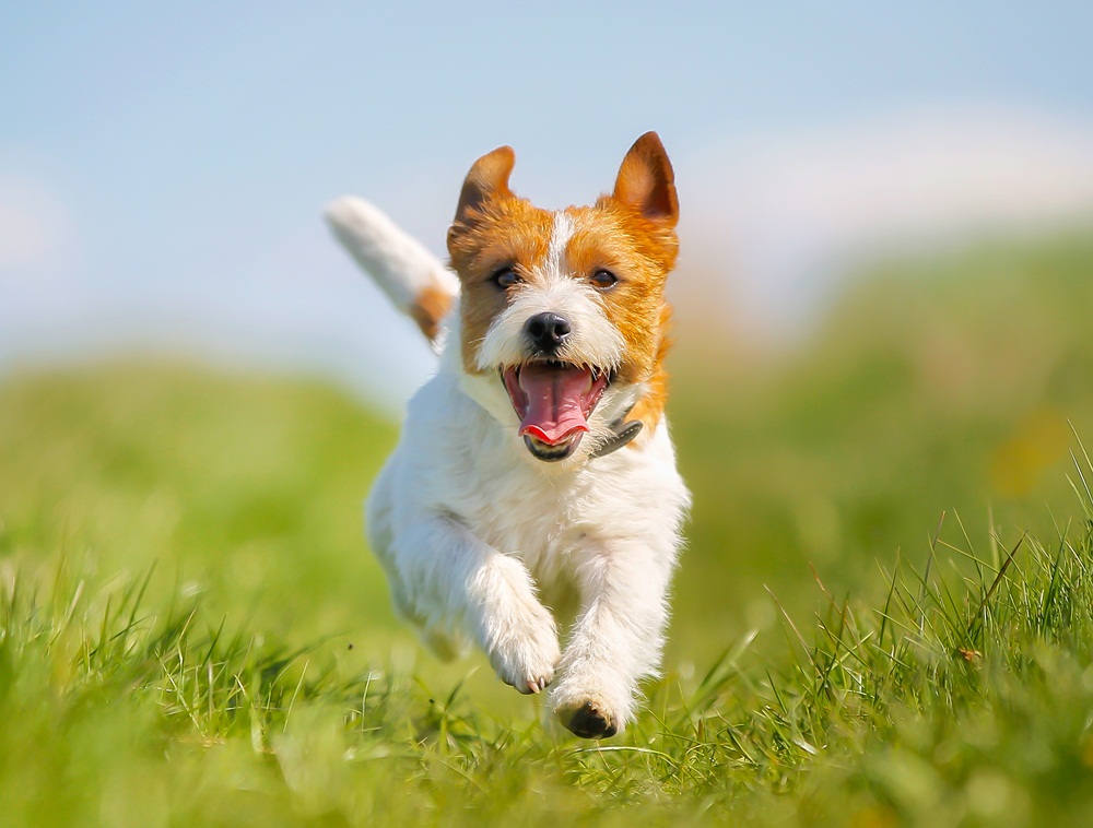 เปิดตัวแอปพลิเคชัน “Stop Rabies” ทำทะเบียนสัตว์เลี้ยง thaihealth