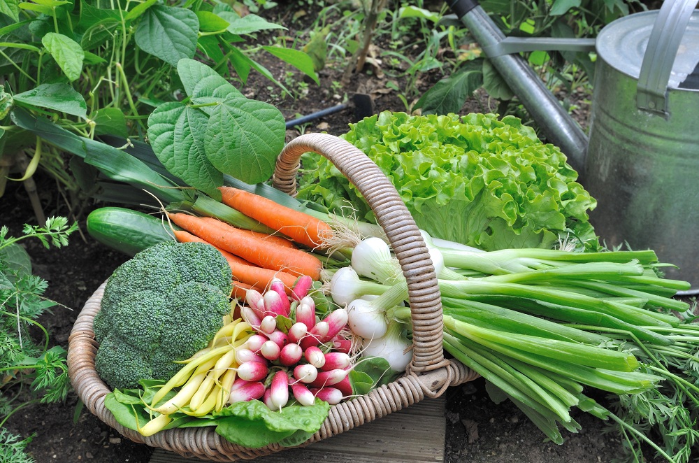 ‘ห้องเรียนเรื่องผัก’ โชว์ไอเดียส่งเสริมเด็กบริโภคผัก thaihealth