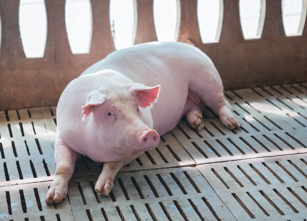 ปศุสัตว์คุมเข้ม อหิวาต์หมูระบาดหนัก ชะลอนำเข้าจากจีน thaihealth