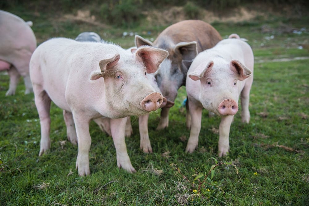 ปศุสัตว์สั่งสกัดอหิวาต์หมู ใช้โมเดลไข้หวัดนก thaihealth