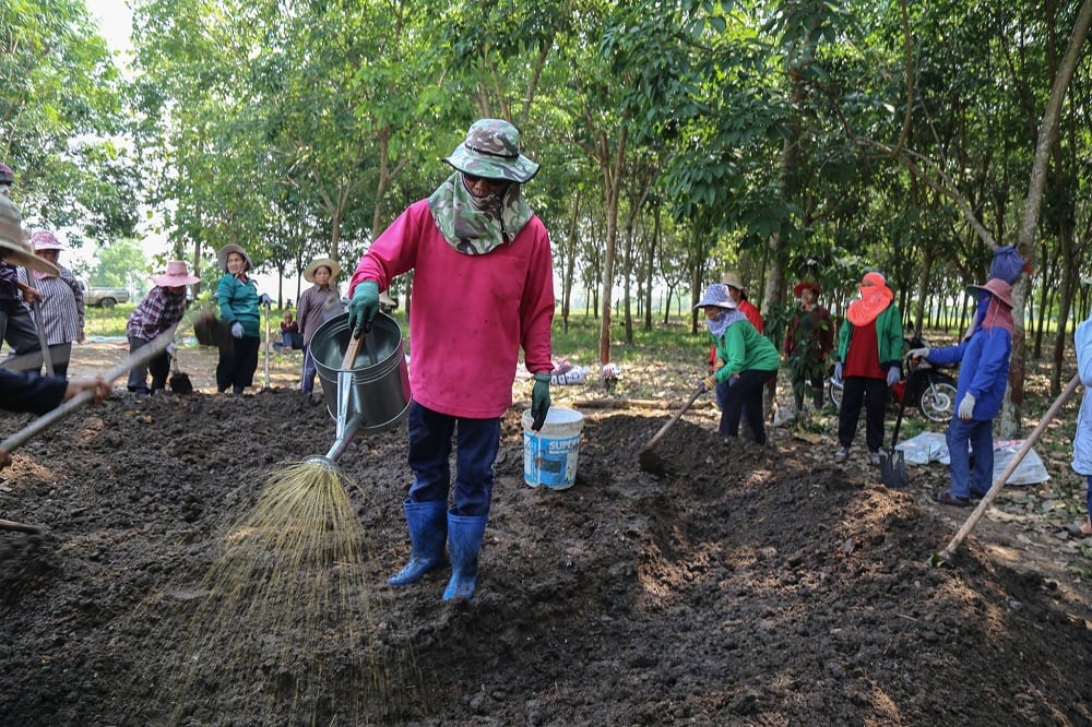 สูตรปุ๋ยอินทรีย์ลดการใช้สารเคมี อ.วังสะพุง จ.เลย thaihealth