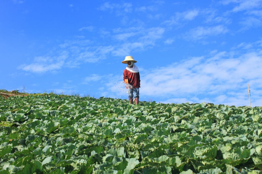 ตั้งเป้าพัฒนาเกษตรอินทรีย์ใน 16 จังหวัดภาคอีสาน  thaihealth