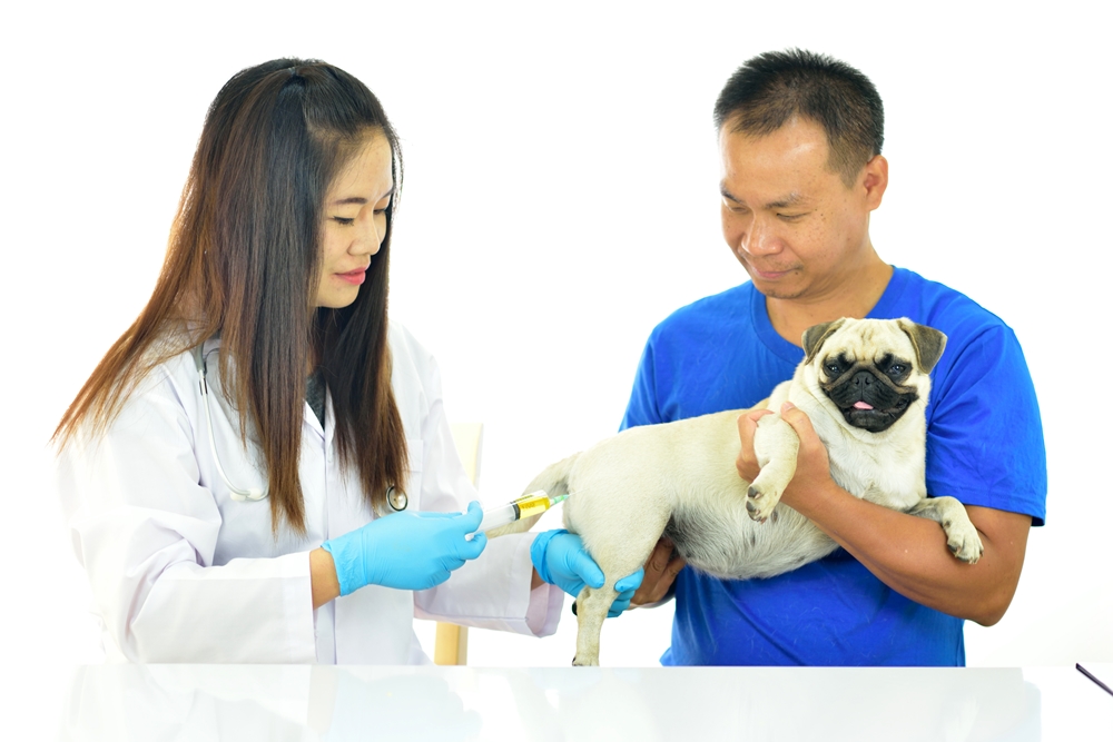 สกลนคร ปลอดพิษสุนัขบ้า8ปี  thaihealth