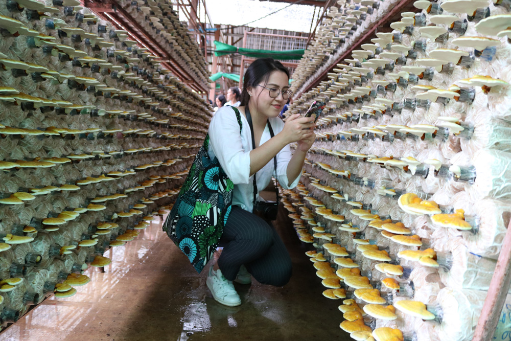 เรียนรู้-ชิม-ช้อป-เห็ดอินทรีย์ ต้อนรับเทศกาล 'กินเจ' thaihealth