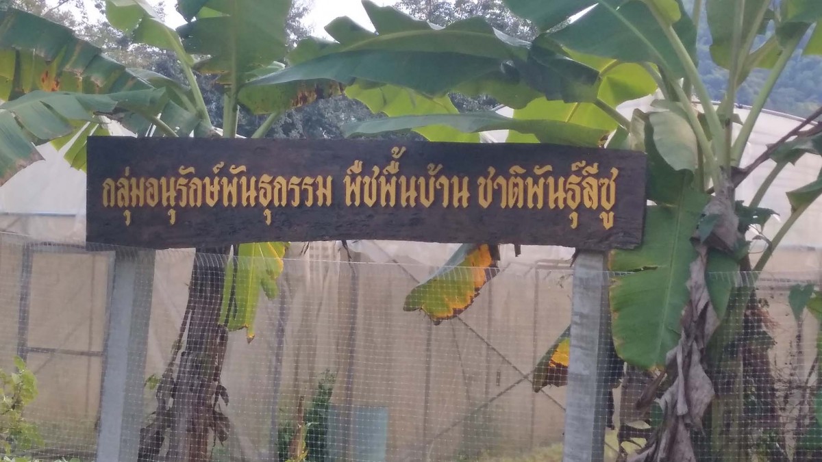 ‘ผักปลอดสาร-อาหารปลอดภัย’ ผลผลิตกลุ่มชาติพันธุ์ ‘คนต้นน้ำ’ thaihealth