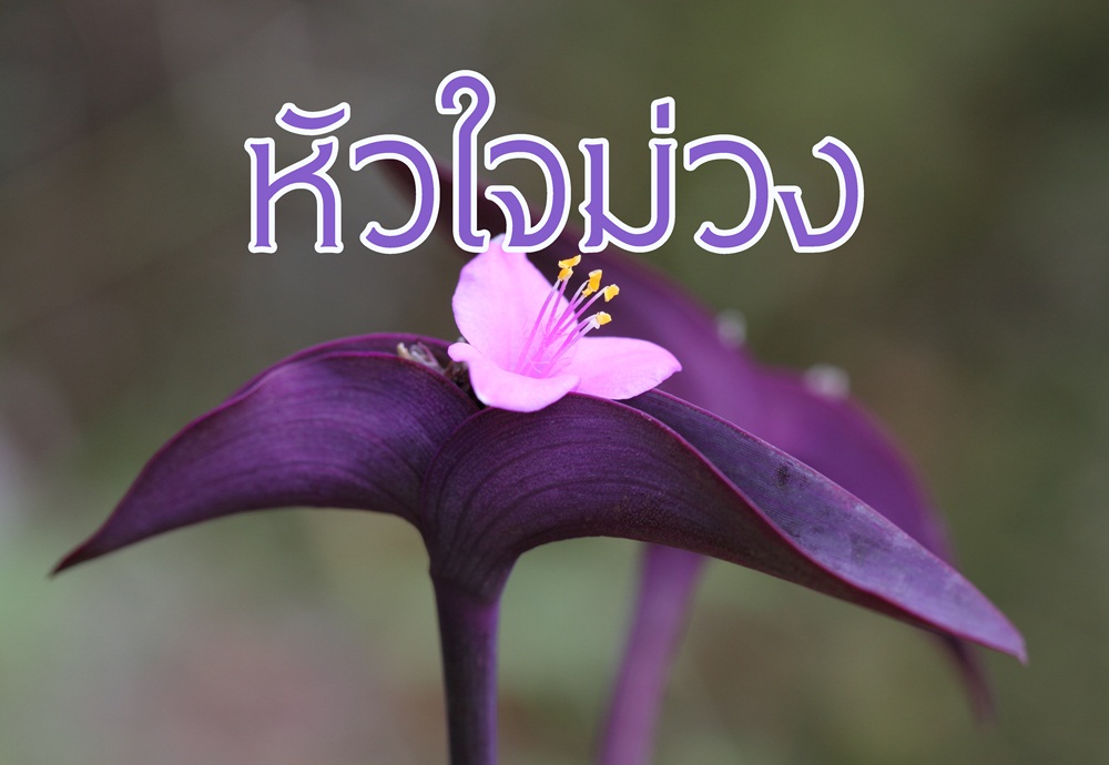 หัวใจม่วง thaihealth