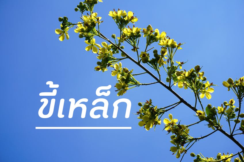 ประโยชน์ด้านอื่นๆ ของขี้เหล็กบ้าน thaihealth