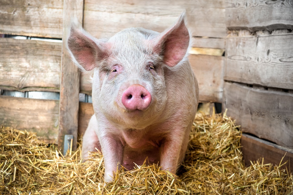 ปศุสัตว์ยึดหมูไร้ที่มา เสี่ยง ‘อหิวาต์แอฟริกา’ thaihealth