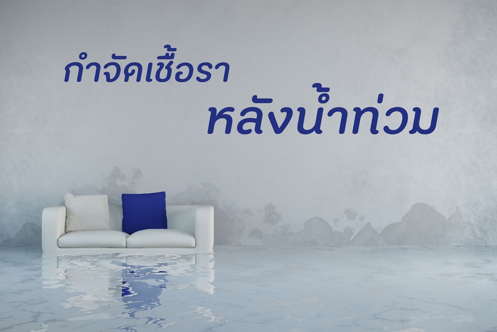 วิธีกำจัดเชื้อราหลังน้ำท่วม thaihealth