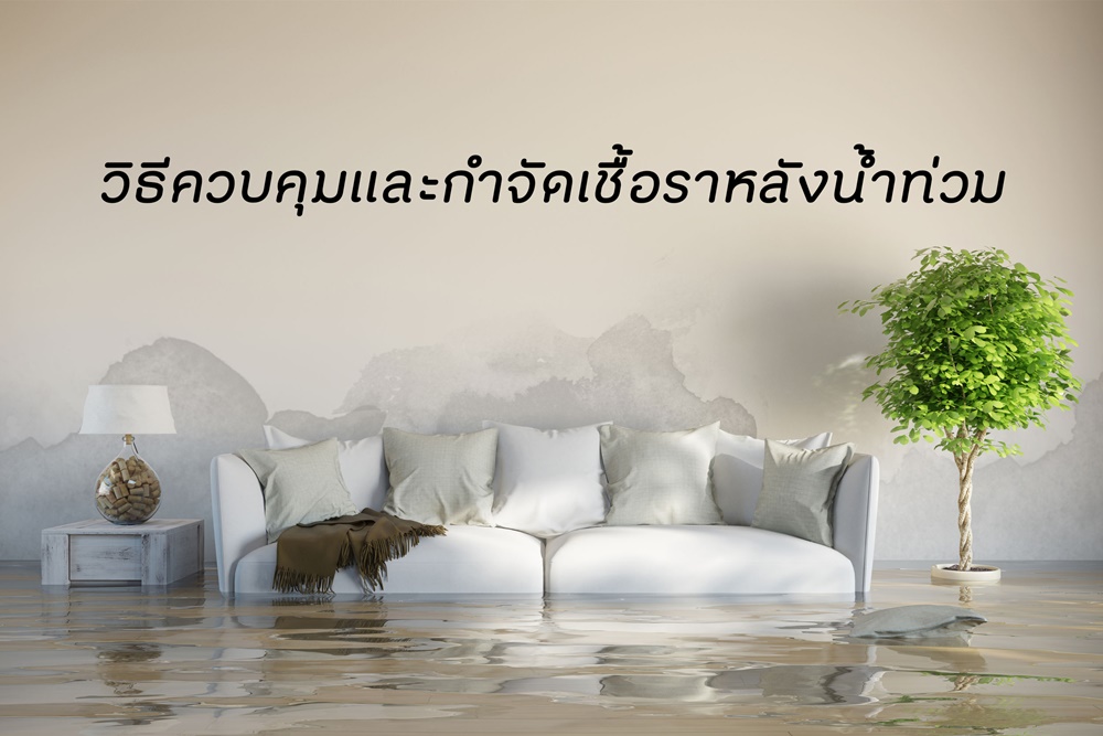 วิธีควบคุมและกำจัดเชื้อราหลังน้ำท่วม thaihealth