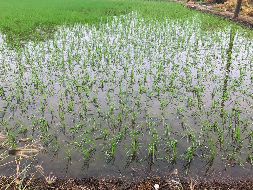 เตือนเกษตรกร ระวังอันตราย-ป้องกันเหตุน้ำท่วม thaihealth