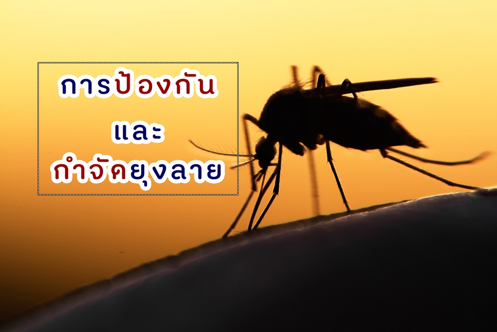 การป้องกันและกำจัดยุงลาย thaihealth