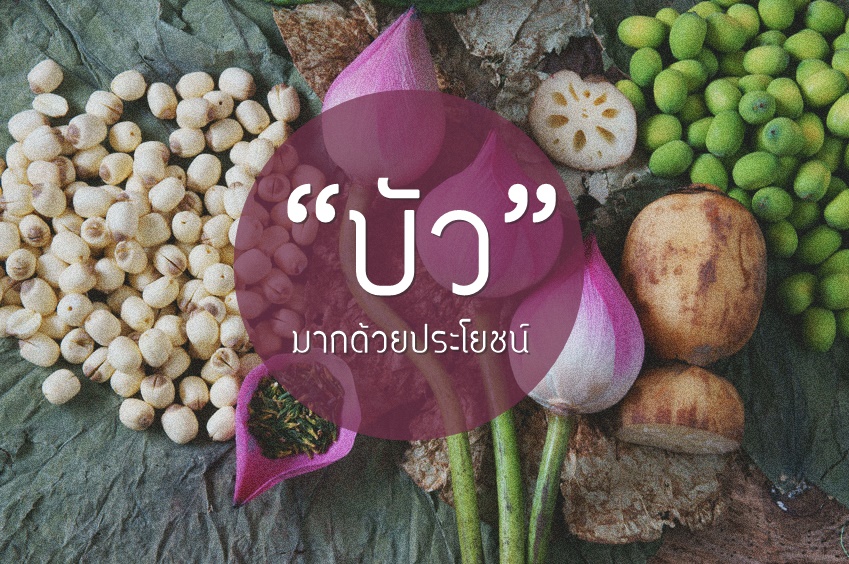 “บัว” มากด้วยประโยชน์ thaihealth