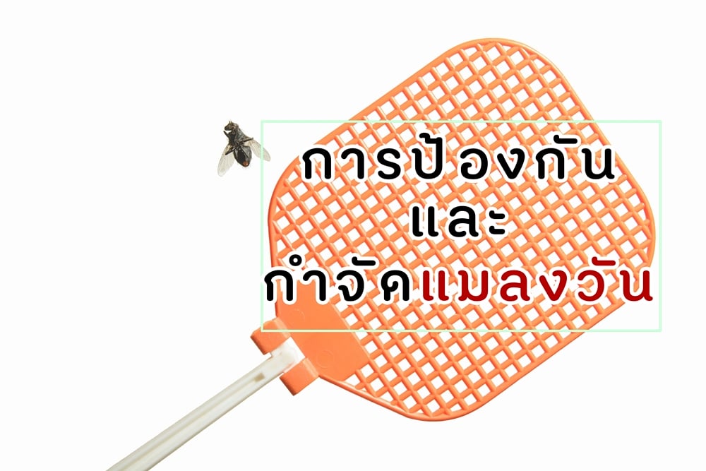 การป้องกันและกำจัดแมลงวัน thaihealth