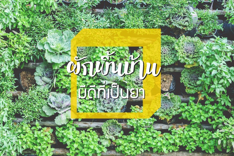 ผักพื้นบ้านมีดีที่เป็นยา thaihealth