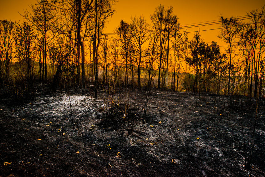 กรมป่าไม้ ป้องกันไฟป่าและควบคุมหมอกควัน thaihealth