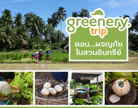 ชวนผจญภัยในสวนอินทรีย์ กับ Greenery Trip Greenery ชวนคุณมาสัมผัสความเป็นเกษตรอินทรีย์ในเมืองสามพราน ลุยสวนเก็บผักสด ๆ มาปรุงเป็นสำรับมื้อกลางวัน ท่องสวนมะพร้าวน้ำหอมลุงวิทยา ไขเคล็ดลับความหอมหวานของมะพร้าววิถีธรรมชาติ แวะช้อปผัก ผลไม้ วัตถุดิบอินทรีย์ที่ตลาดสุขใจ