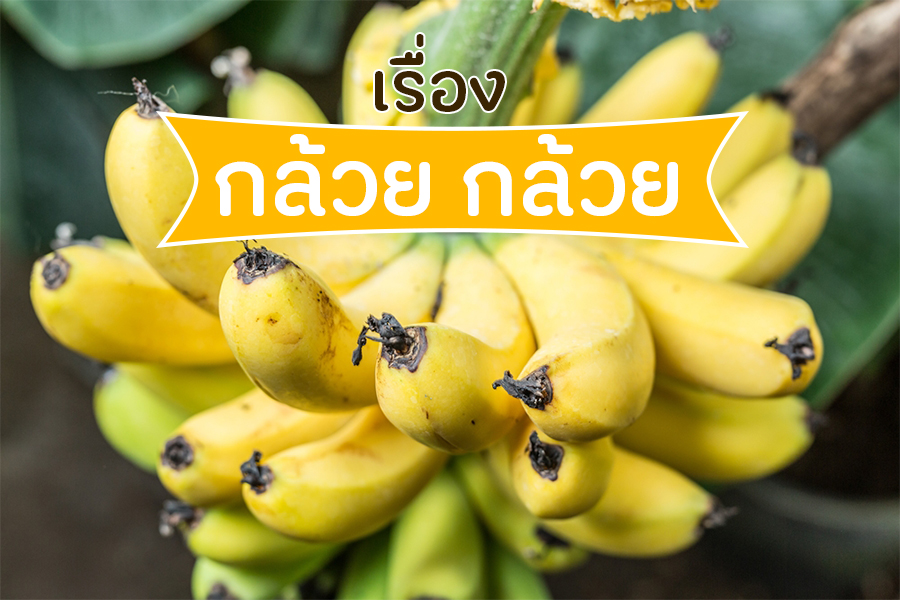 เรื่องกล้วย กล้วย thaihealth