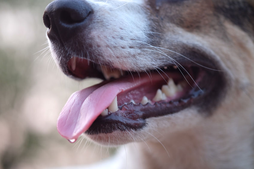 เตือนอากาศร้อน สัตว์เสี่ยงติดโรคพิษสุนัขบ้า thaihealth