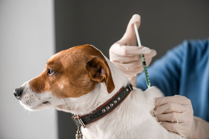 เตือนผู้เลี้ยงสุนัข แมว ฉีดวัคซีนทุกปี - Thaihealth.or.th |  สำนักงานกองทุนสนับสนุนการสร้างเสริมสุขภาพ (สสส.)