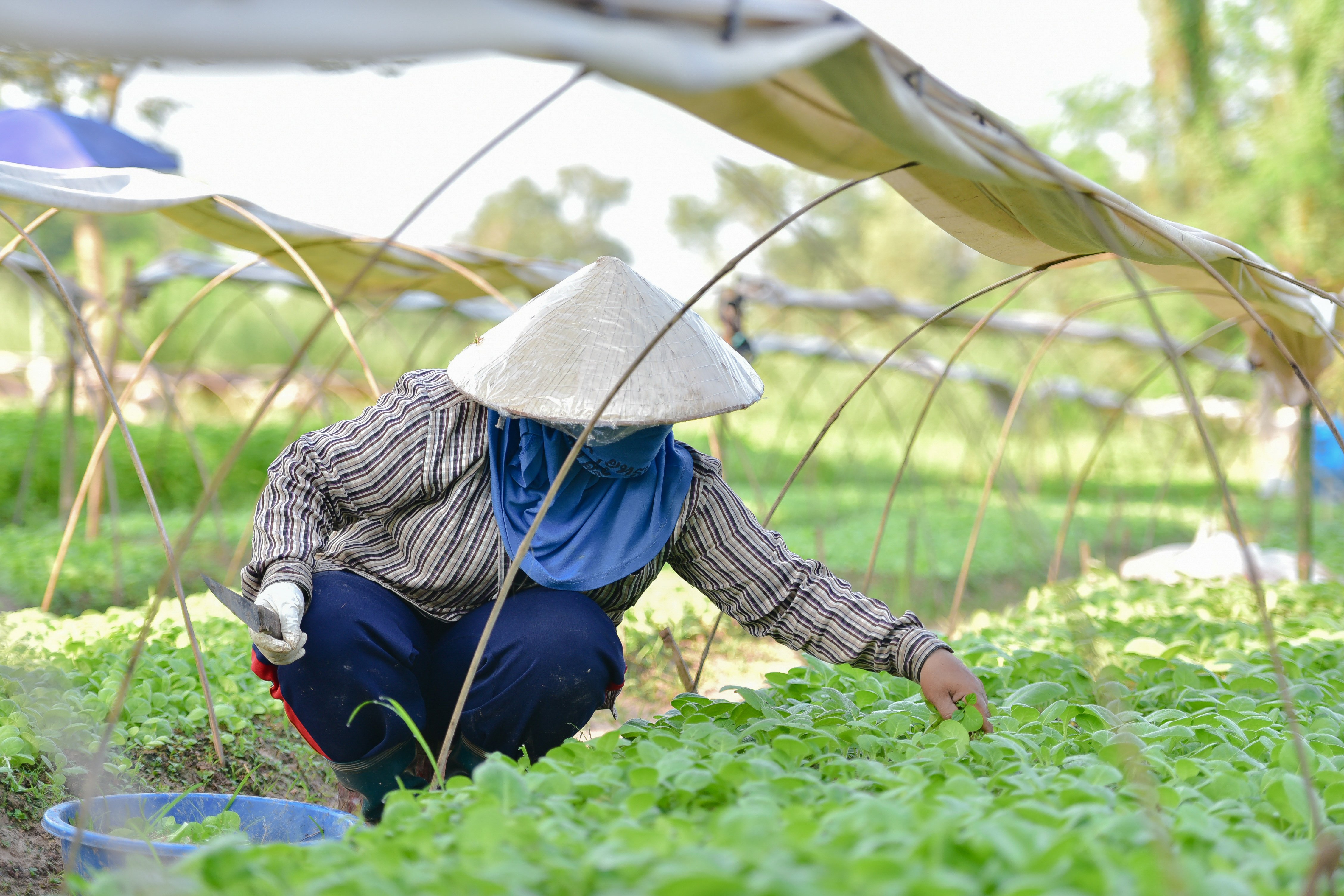 คำตอบจากเกษตรกรรุ่นใหม่ ทำเกษตรอินทรีย์แล้วดีอย่างไร? thaihealth