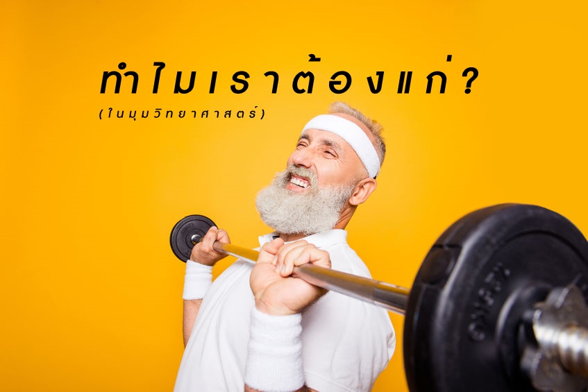 ทำไมเราต้องแก่? (ในมุมวิทยาศาสตร์) thaihealth