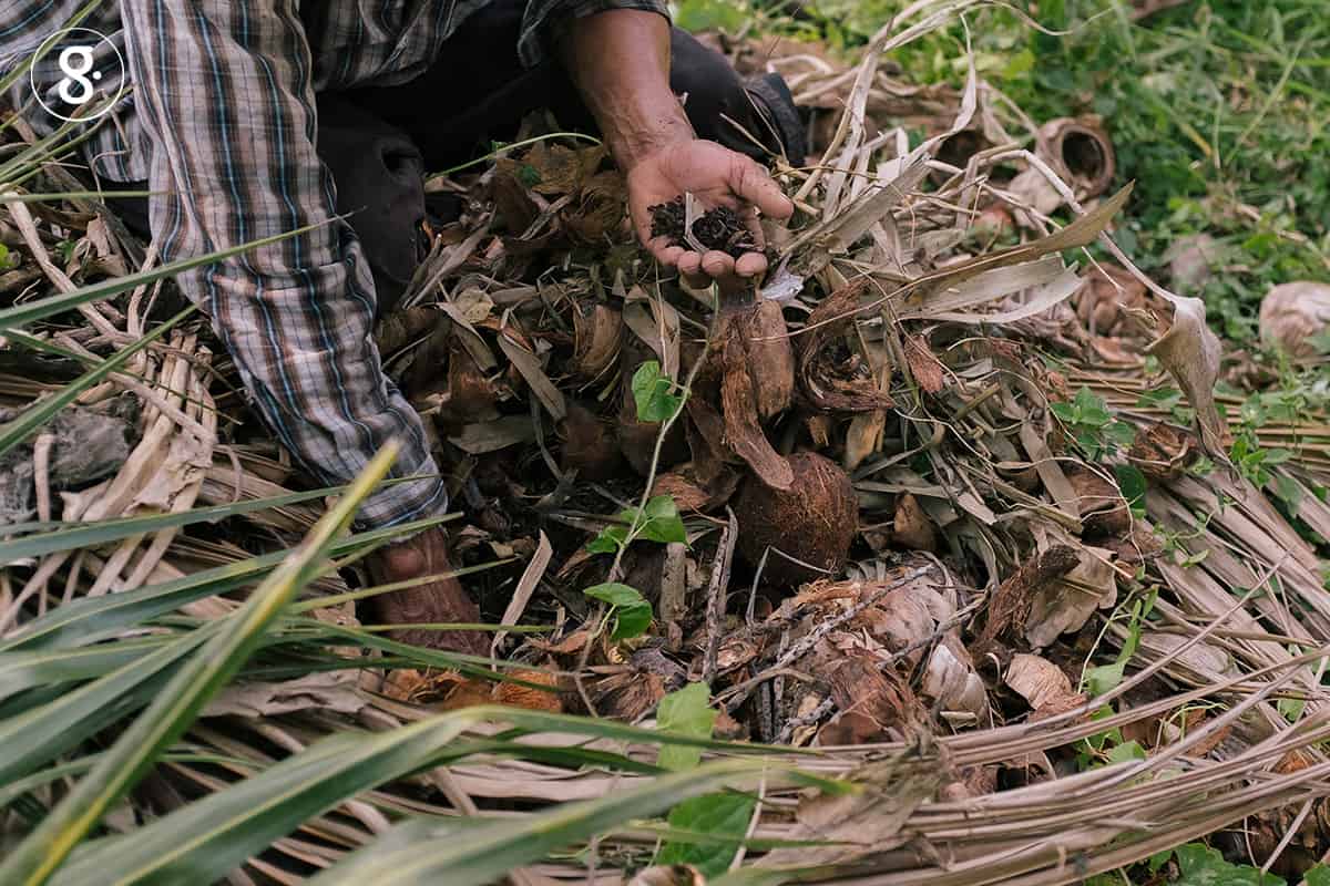 'วิทยา เลี้ยงรักษา' ชาวสวนผู้ปลูกมะพร้าวปลอดภัยให้เรากิน thaihealth