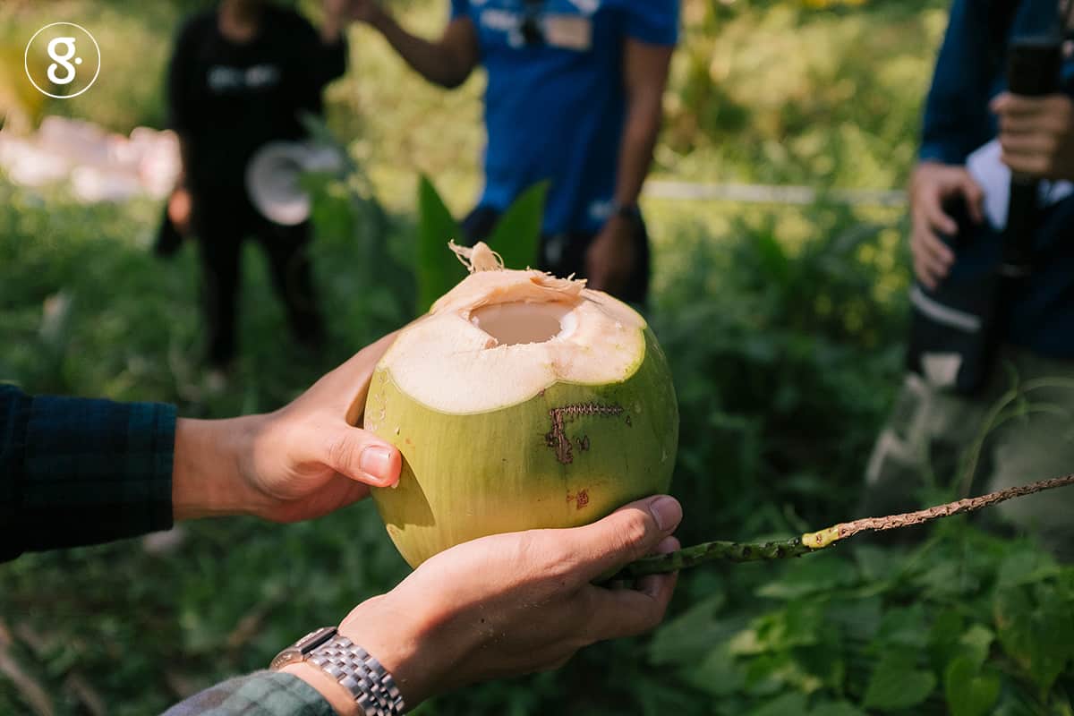 'วิทยา เลี้ยงรักษา' ชาวสวนผู้ปลูกมะพร้าวปลอดภัยให้เรากิน thaihealth