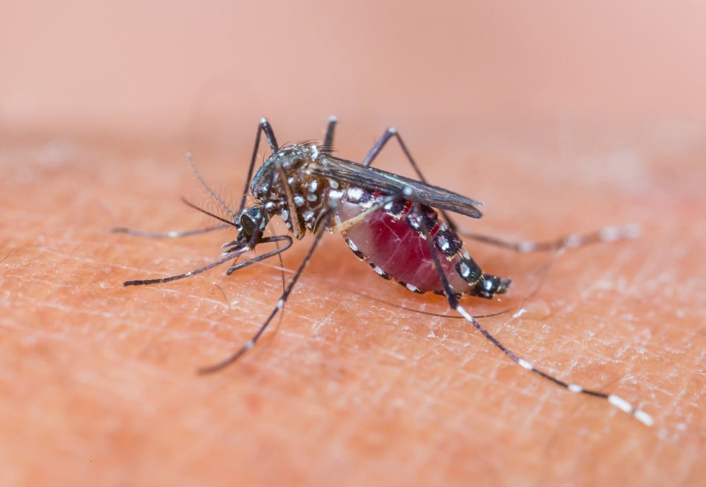เฝ้าระวังโรคไข้มาลาเรียอย่างเข้มงวด thaihealth