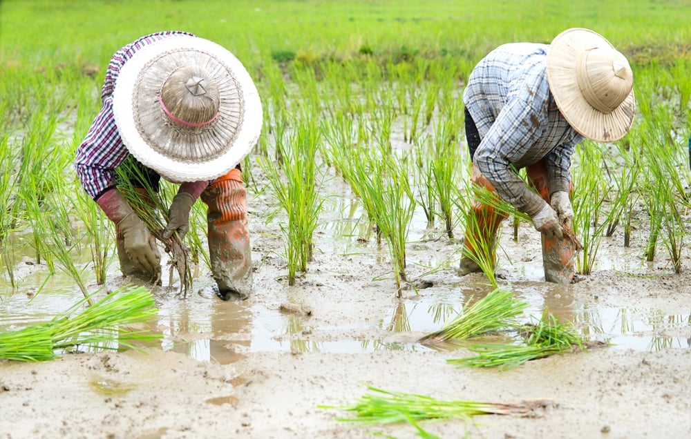 เกษตรกรระวังโรคฉี่หนู thaihealth