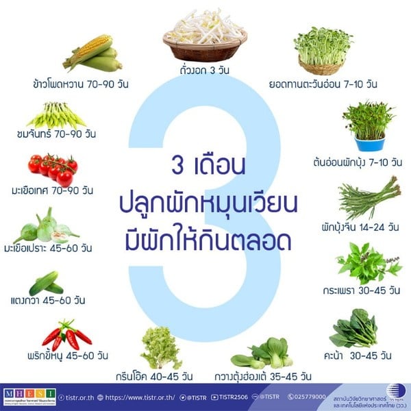 ปลูกผักอย่างไร ให้มีกินตลอด 3 เดือน thaihealth