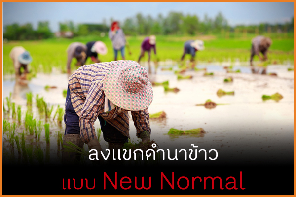 ลงแขกดำนาข้าว แบบ New Normal thaihealth