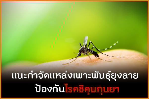 แนะกำจัดแหล่งเพาะพันธุ์ยุงลาย ป้องกันโรคชิคุนกุนยา thaihealth