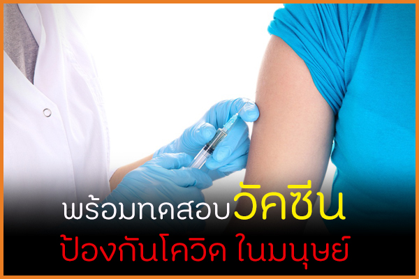 พร้อมทดสอบวัคซีน ป้องกันโควิดในมนุษย์ thaihealth